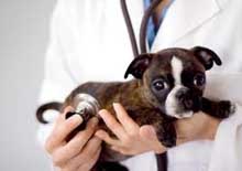 vet in Galveston TX, veterinarians animal hospital in Galveston, Texas